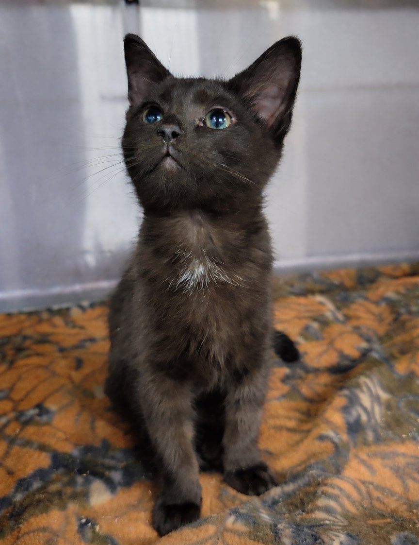 KITTEN BUBBLE - Domestic Short Hair available for adoption