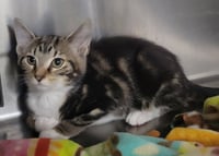 Kitten Trapper Keeper - Photo 3