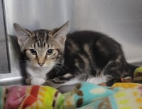 Kitten Trapper Keeper - Photo 4