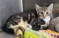Kitten Trapper Keeper - Photo 2