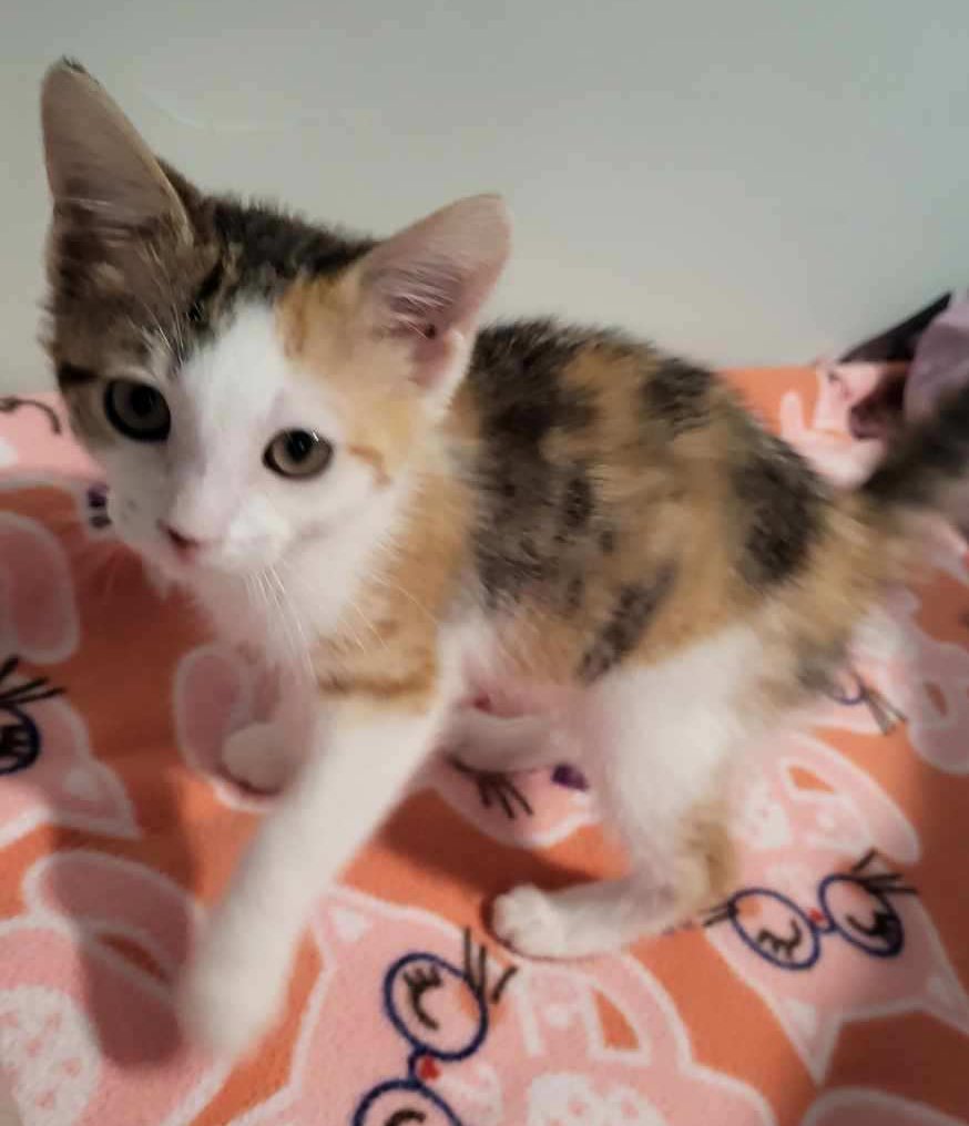 KITTEN SHOAL - Calico / Tabby available for adoption