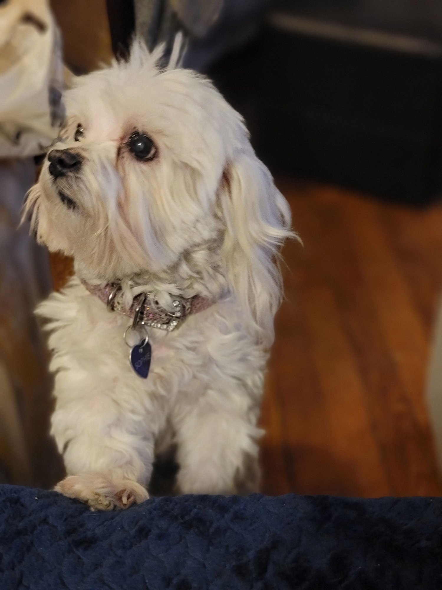 SOPHIE (VIDEO) - Maltese available for adoption
