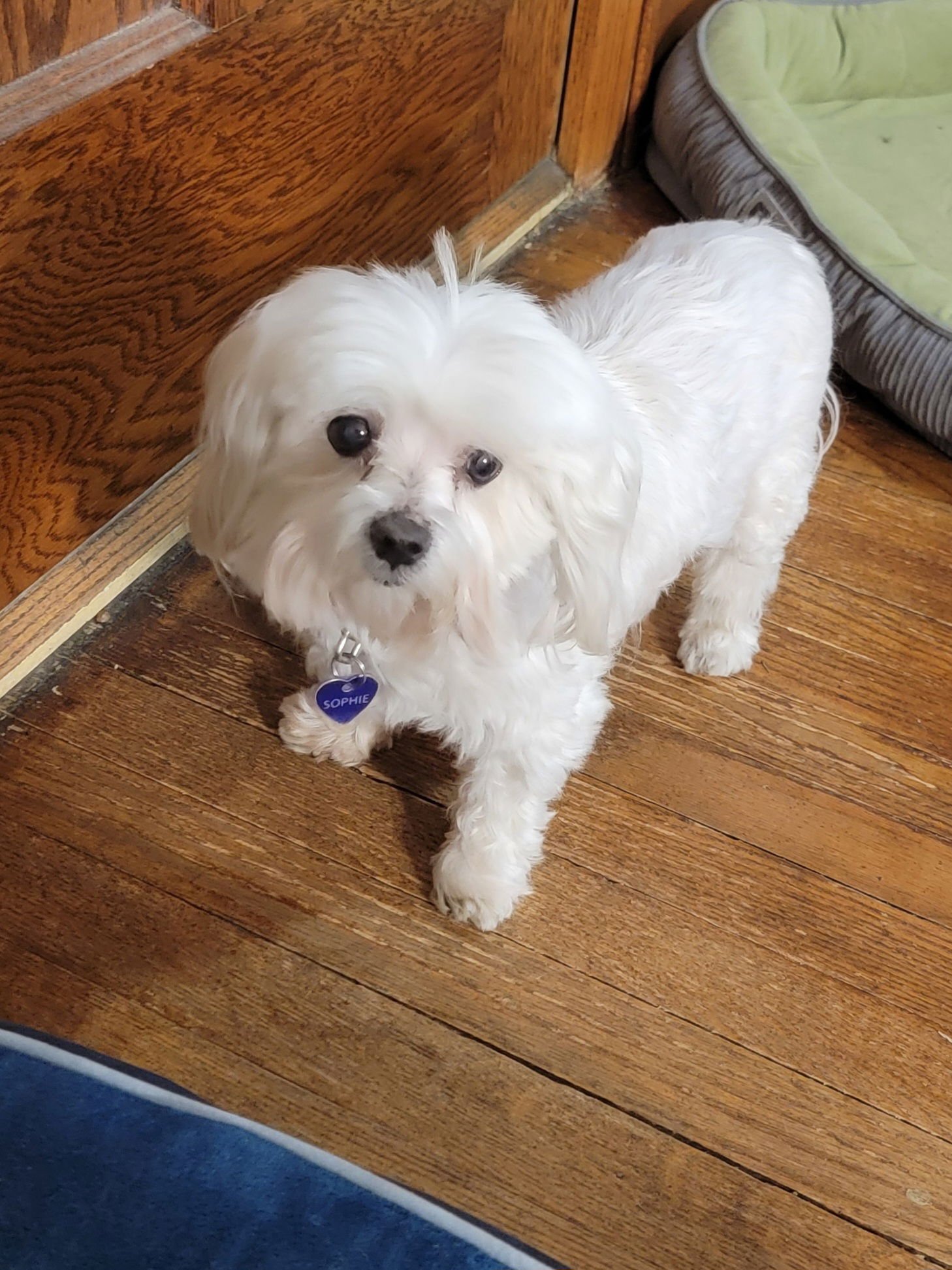 SOPHIE (VIDEO) - Maltese available for adoption