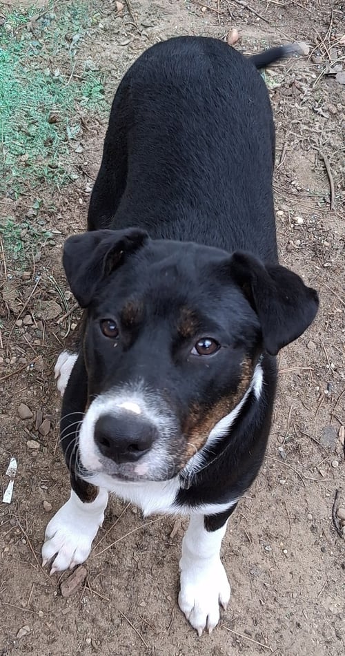 BABY JACOB - Australian Shepherd available for adoption