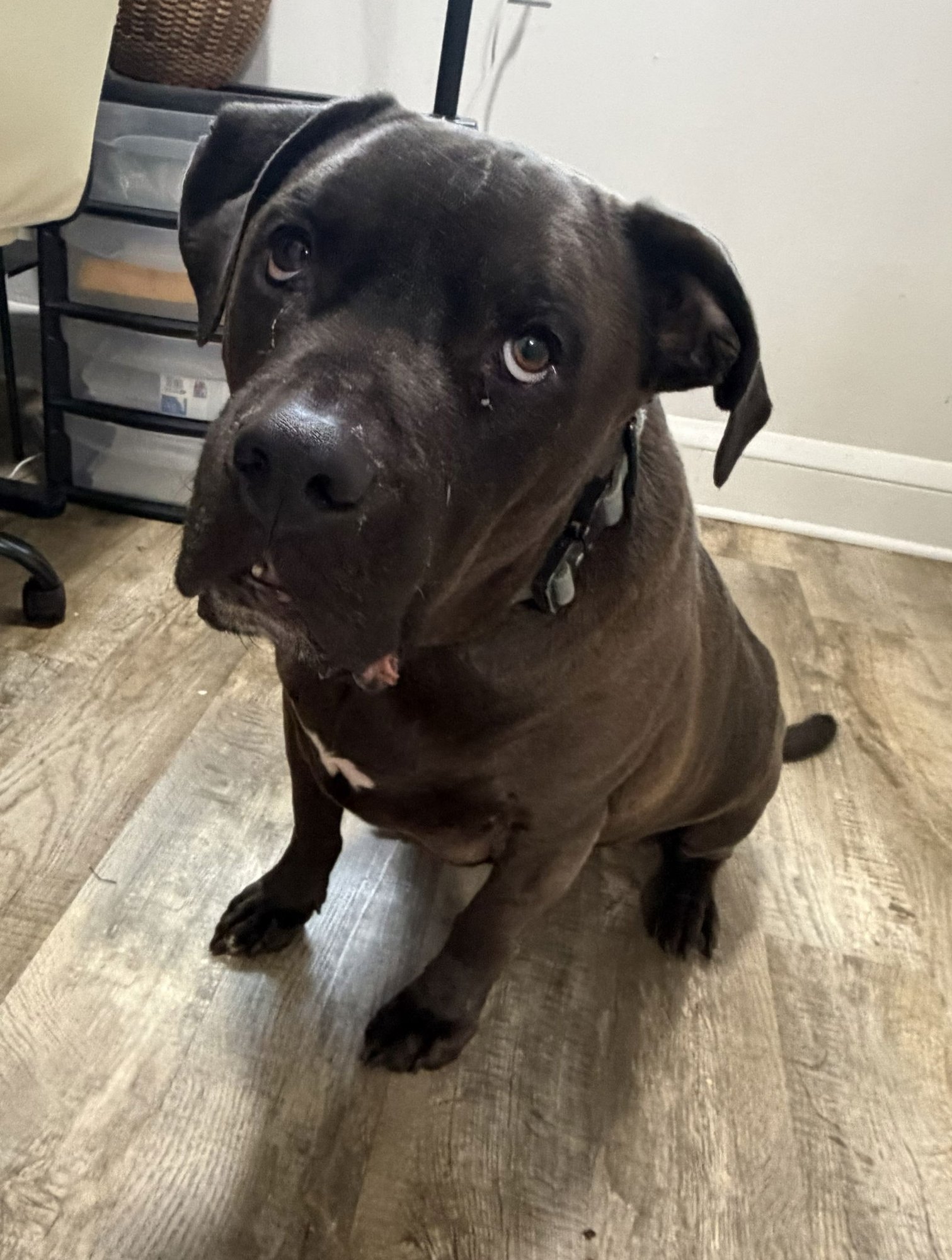 GUS/NEEDS FOREVER FOSTER - Chocolate Labrador Retriever / Hound available for adoption