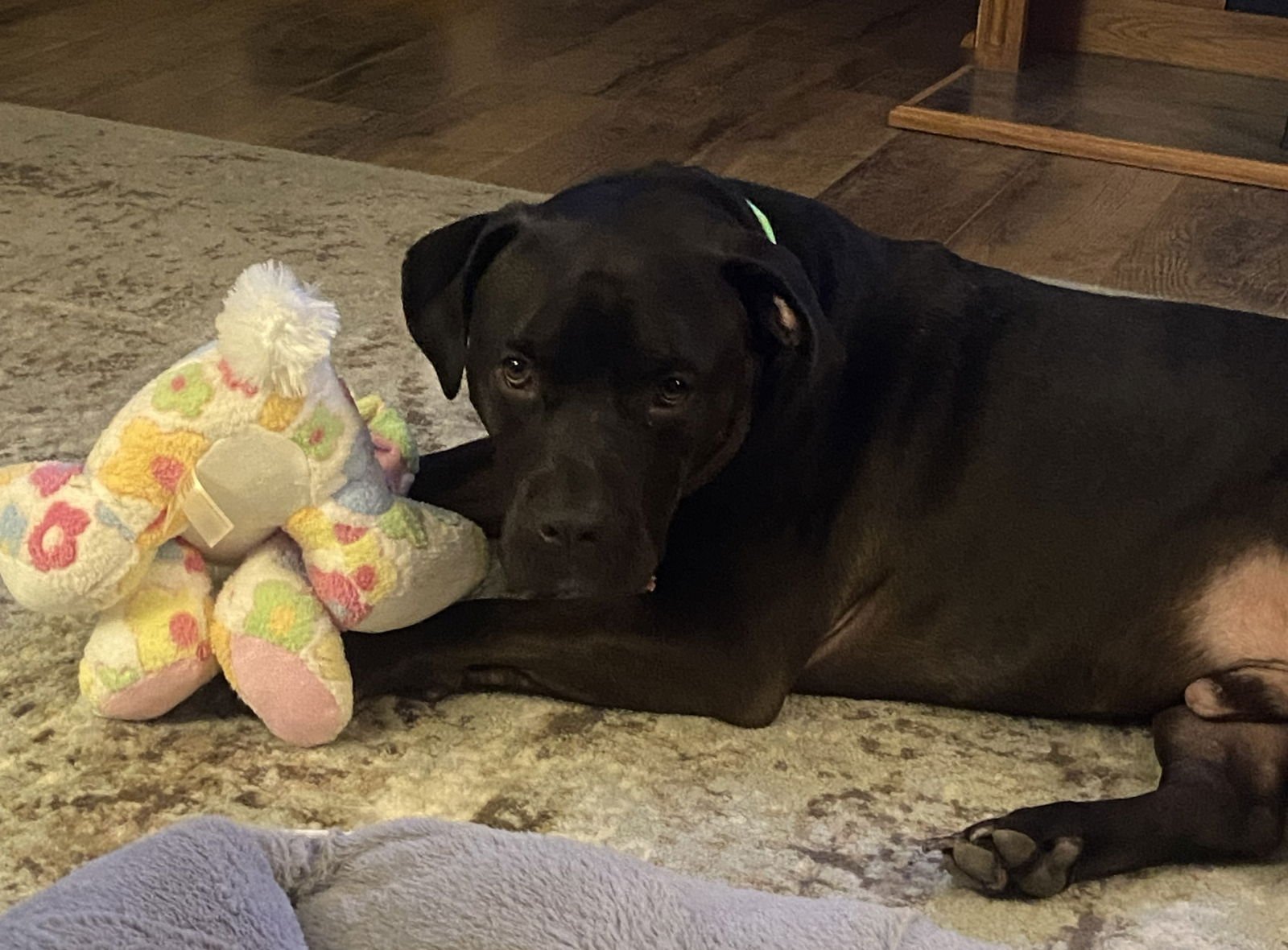 GUS/NEEDS FOREVER FOSTER - Chocolate Labrador Retriever / Hound available for adoption