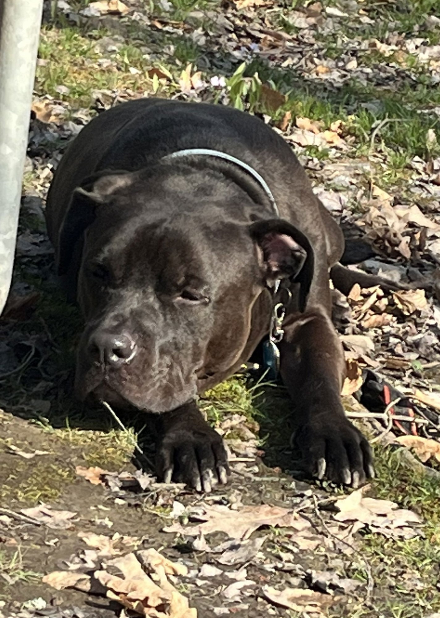 Gus/NEEDS FOREVER FOSTER - Photo 3