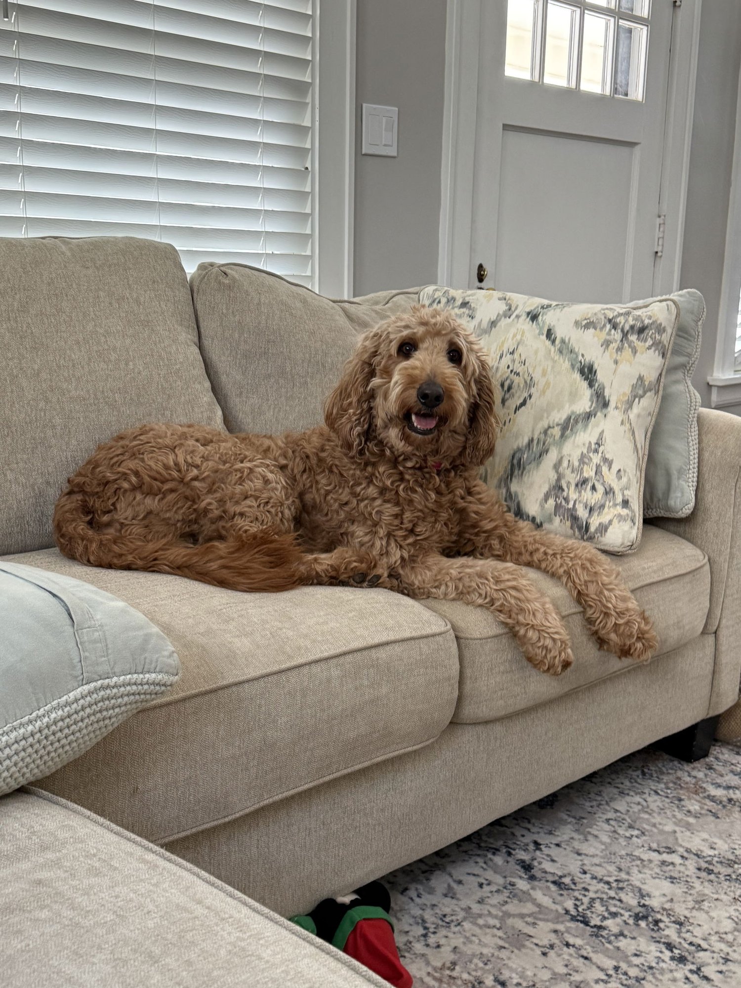 BELLA-ADOPTION PENDING - Golden Retriever / Poodle (Standard) available for adoption