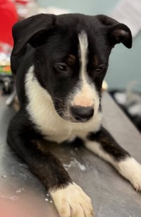 Joshua Puppy - Photo 1