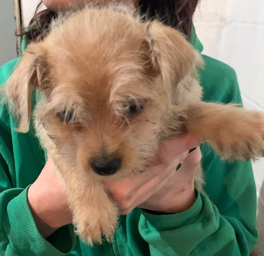 DALLAS CITY DOGS PUP/PENDING ADOPTION - Wheaten Terrier / Dachshund available for adoption