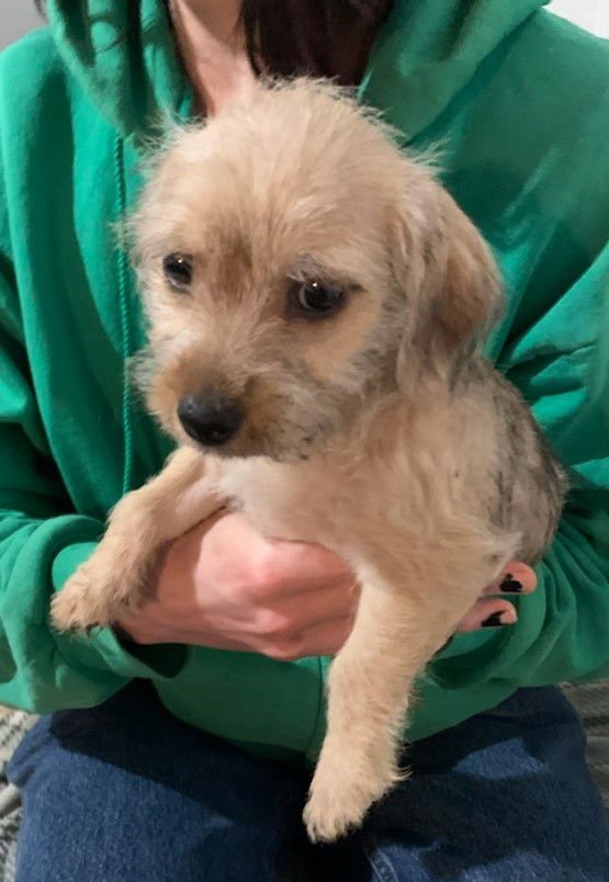 DALLAS CITY DOGS PUP/PENDING ADOPTION - Wheaten Terrier / Dachshund available for adoption