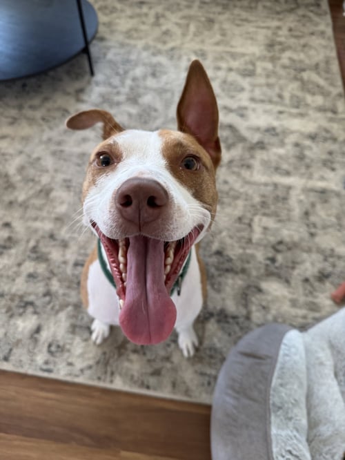 MAC - Pit Bull Terrier for adoption in Cleveland