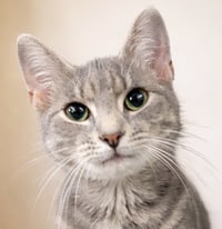 Kitten Wynn - Photo 1