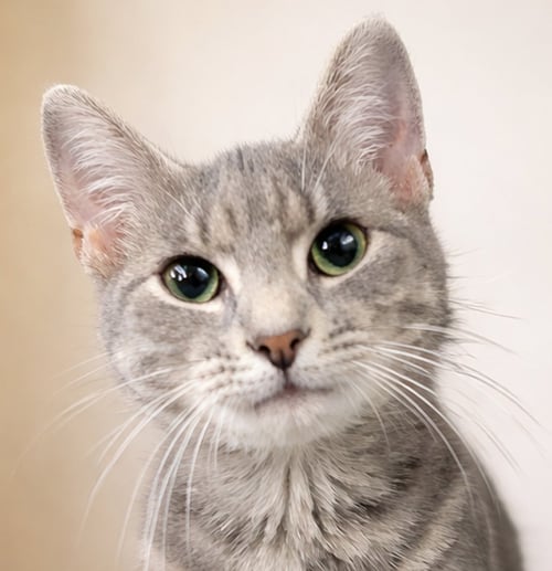 KITTEN WYNN - Domestic Short Hair / Tabby available for adoption