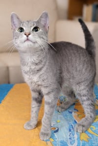 Kitten Wynn - Photo 2
