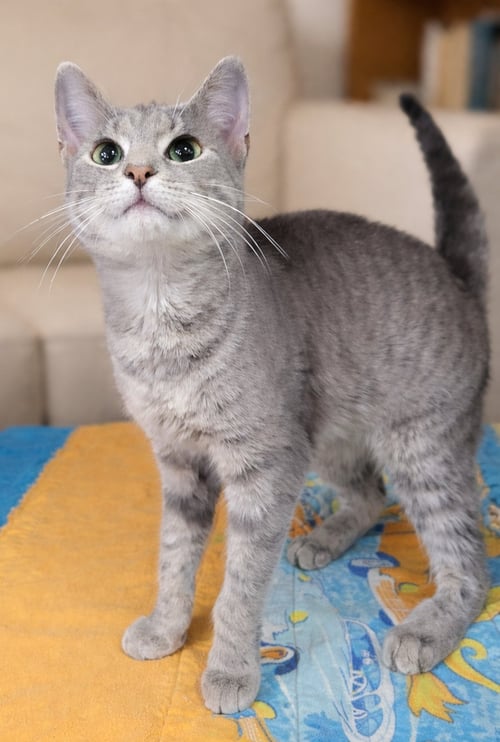 KITTEN WYNN - Domestic Short Hair / Tabby available for adoption