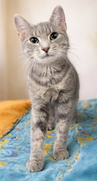 Kitten Wynn - Photo 3