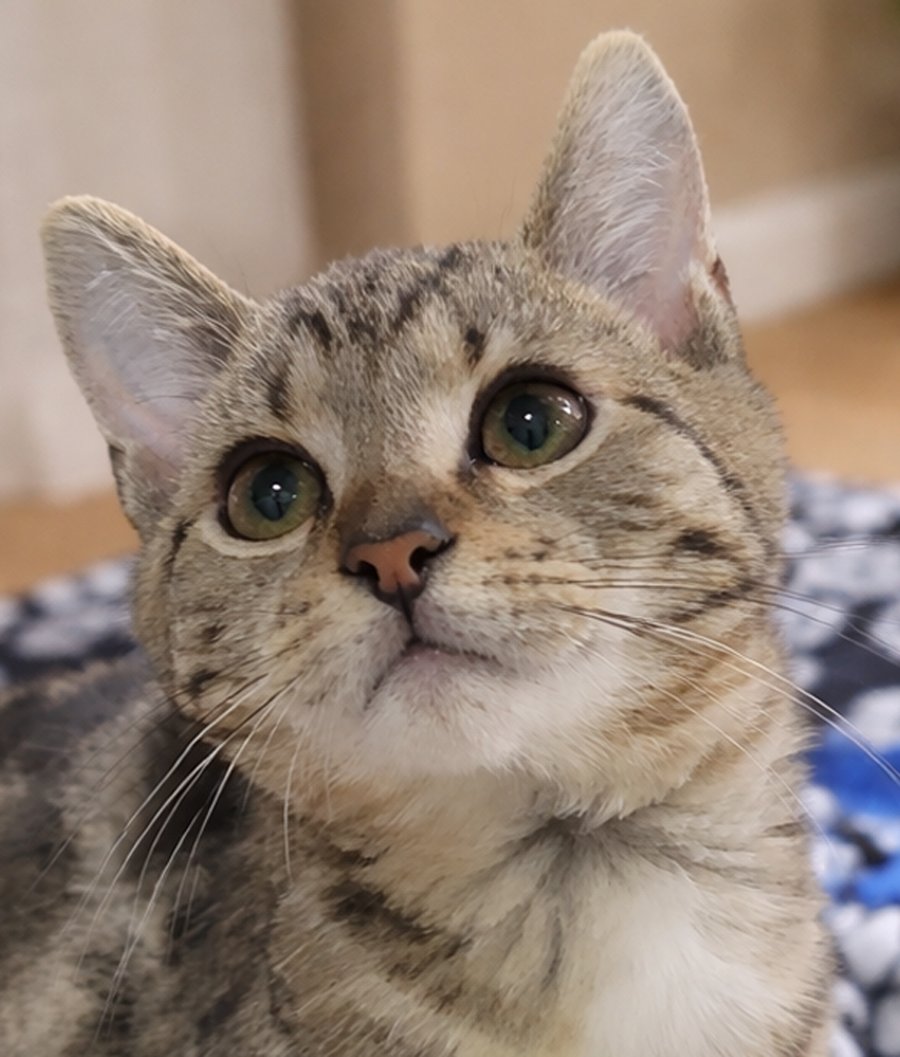 KITTEN MERGE - Domestic Short Hair / Tabby available for adoption