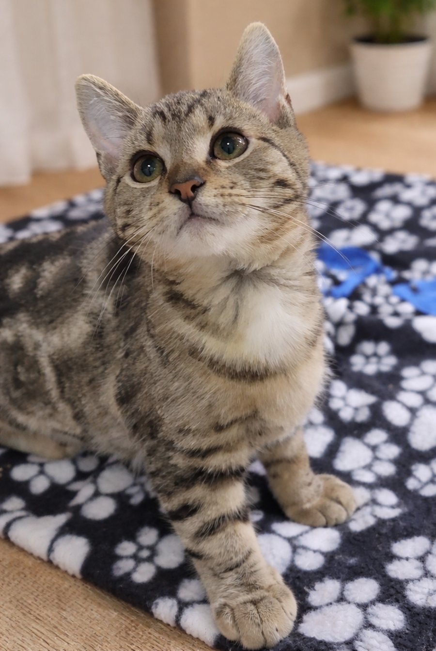 Kitten Merge - Photo 4