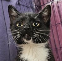 Kitten Slim Jim - Photo 1