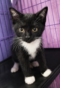 Kitten Slim Jim - Photo 2