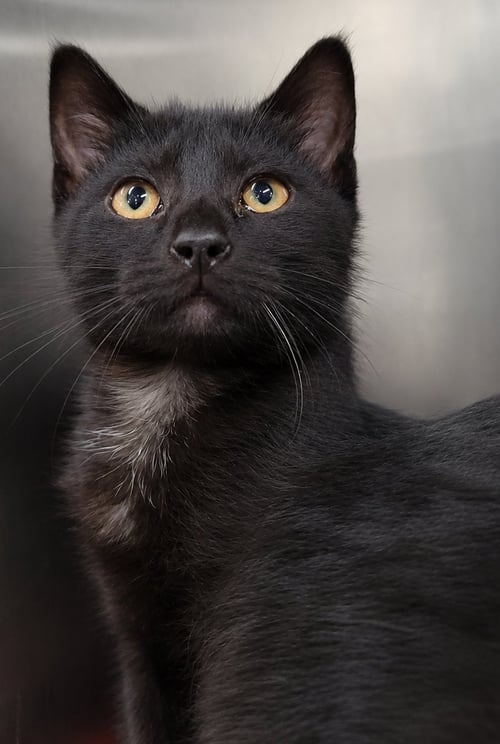 KITTEN BUTTONS - Domestic Short Hair available for adoption