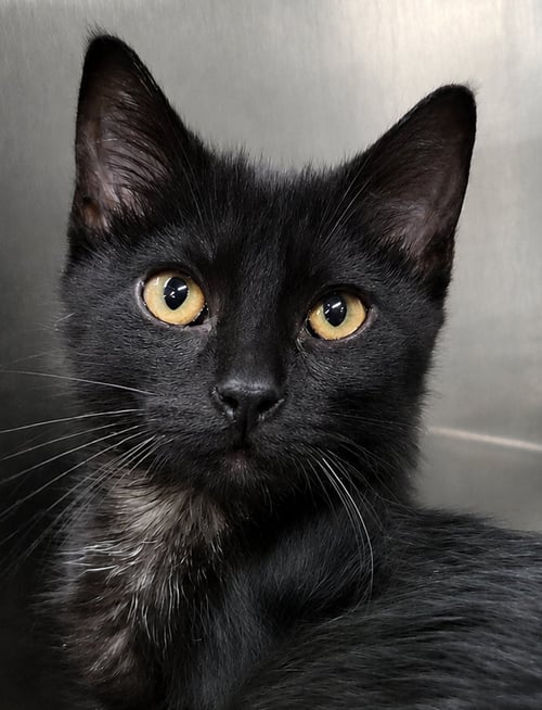 KITTEN BUTTONS - Domestic Short Hair for adoption in Akron