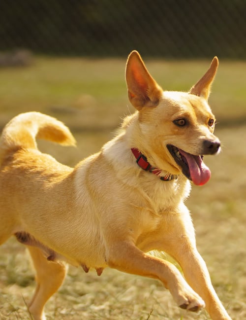 BONNIE - Shetland Sheepdog Sheltie / Corgi available for adoption