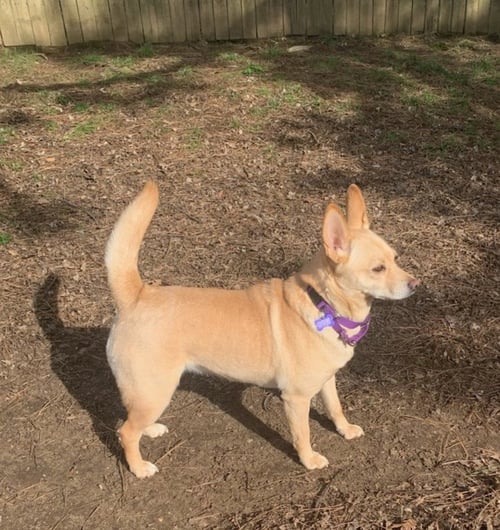 BONNIE - Shetland Sheepdog Sheltie / Corgi available for adoption