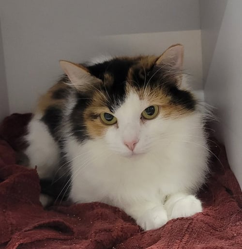 ANNI - Domestic Medium Hair / Calico available for adoption