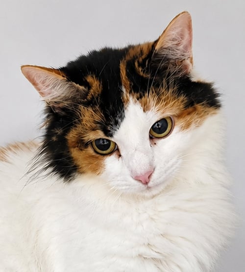 ANNI - Domestic Medium Hair / Calico available for adoption