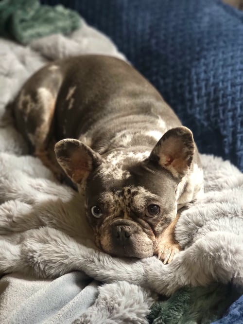 GRETA GARBO - French Bulldog available for adoption