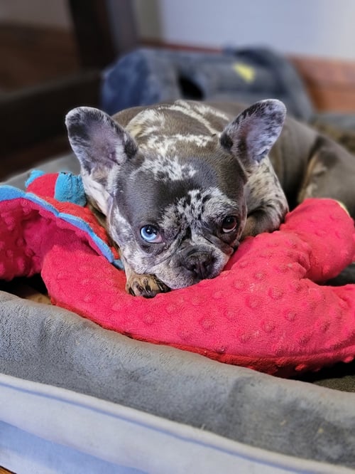 GRETA GARBO - French Bulldog available for adoption