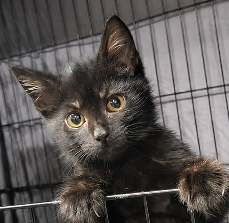 Kitten Yote Image