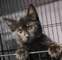 Kitten Yote - Photo 1