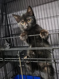 Kitten Yote - Photo 2
