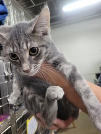 Kitten Gym Socks - Photo 4
