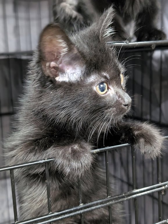 Kitten Sedona Image
