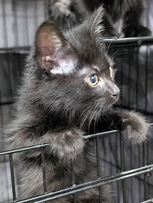 KITTEN SEDONA - Domestic Short Hair for adoption in Akron