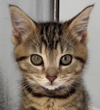 Kitten Miley - Photo 1