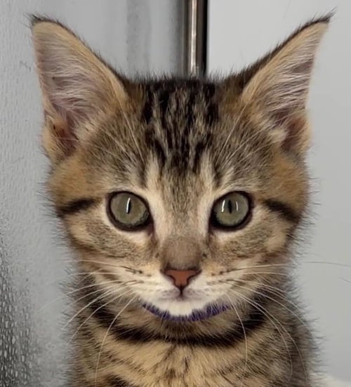 KITTEN MILEY - Domestic Short Hair / Tabby for adoption in Akron