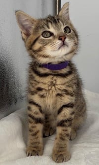 Kitten Miley - Photo 2