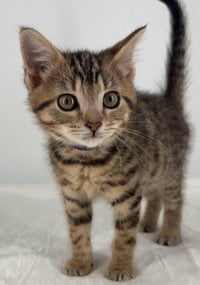 Kitten Miley - Photo 3