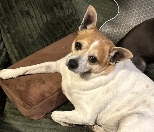 BRUISER - Jack Russell Terrier available for adoption