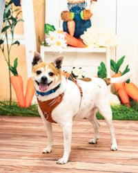 Bruiser - Photo 2