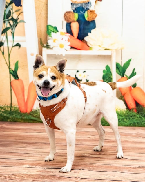 BRUISER - Jack Russell Terrier available for adoption