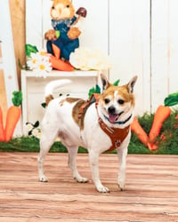 Bruiser - Photo 3