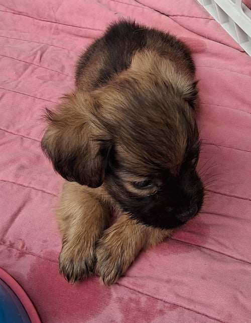 BABY BILLY BOY - Dachshund available for adoption