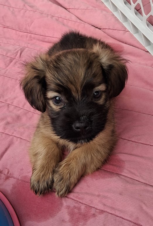 Baby Billy Boy Image