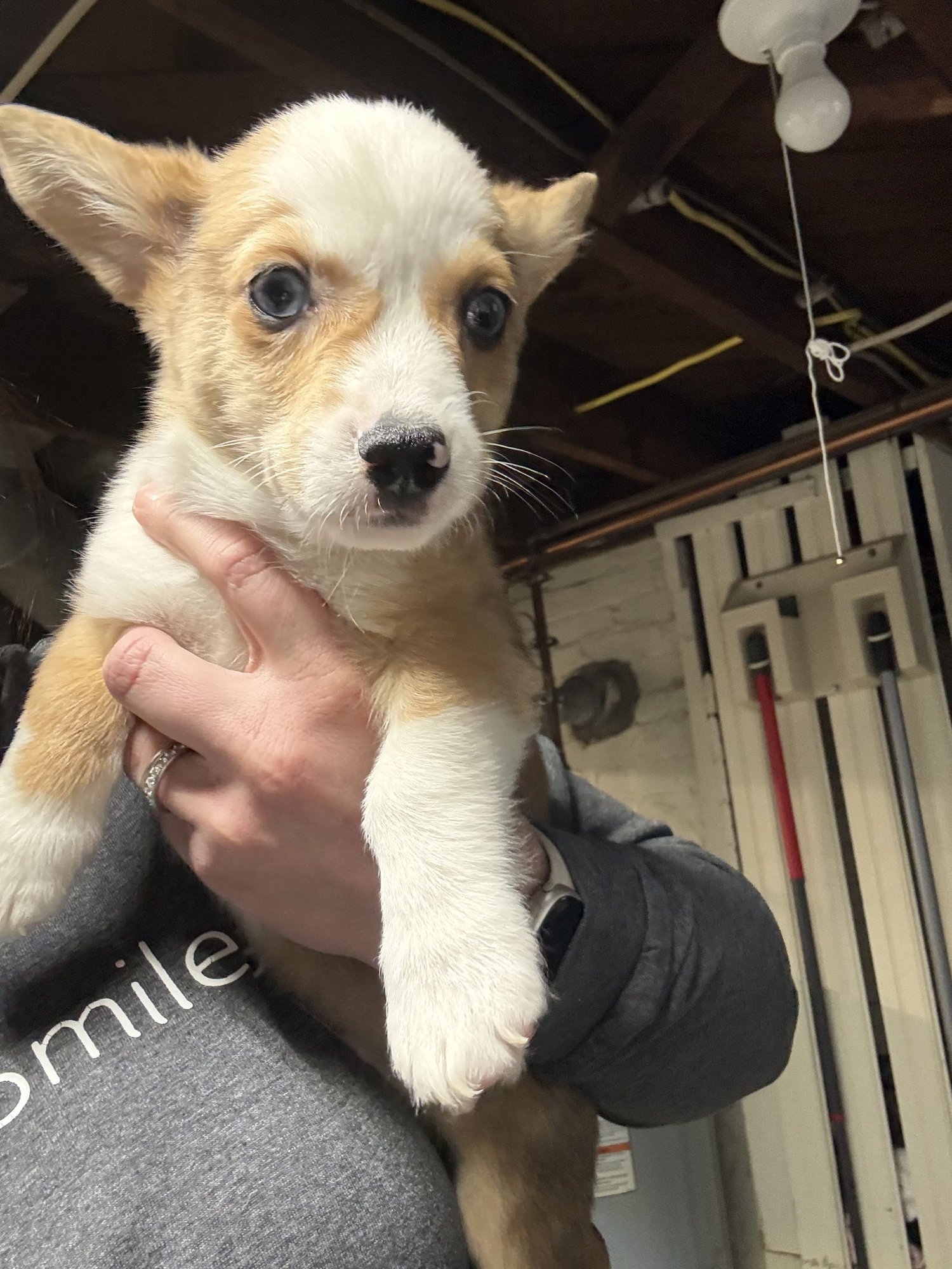 NATURE THEMED PUPPY- ROWAN - Corgi available for adoption